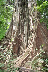 Mossman Gorge, Daintree Forest in Queensland, Australia