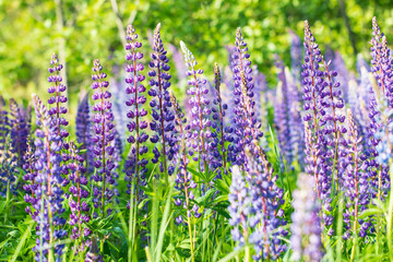 Fototapeta premium lilac flowers in the field