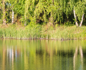 Obraz premium trees reflected in water