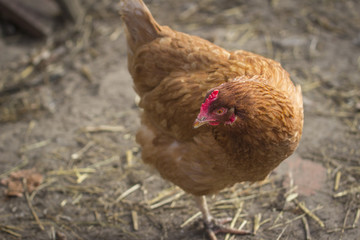brown cockerel on one leg
