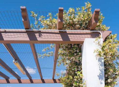 Jasmine Plant In Full Bloom With White Flowers Growing, Creeping Over The Mesh Of A Car Port Pergola To Provide Shade From The Sun In Spain