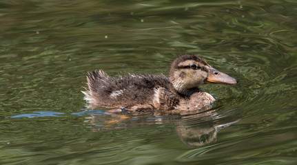 Cute fluffy duckling of mallard duck (Anas platyrhynchos) swimming in the water