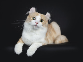 Fototapeta premium Creme with white adult American Curl cat laying on black background