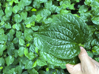 Woman's hand holding wild betel leafbush or piper sarmentosum roxb in the garden, Green leaves pattern