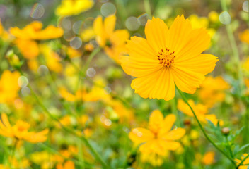 Selective focus of beautiful yellow flowers blooming in park 