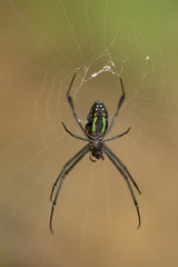 Spider, Leucauge sp, Tetragnathidae, Jampue hills, Tripura