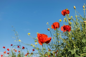 Obraz premium Poppys