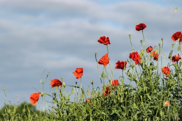 Obraz premium Poppys