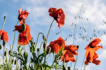 Obraz premium Poppys