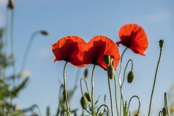 Obraz premium Poppys