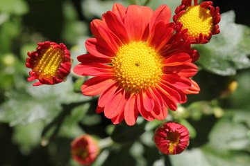 flor laranja