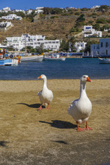Two geese on the waterfront area before the City Hall of Mykonos, Greece. White geese on a sandy waterfront with blurred background view of Mykonos Town landscape.