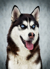 portrait of a Siberian husky dog in studio