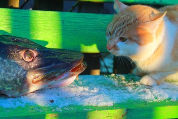 fish, pike, big fish, fish and cat