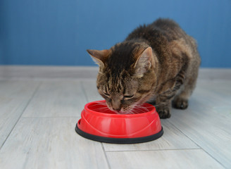 The domestic cat eats
