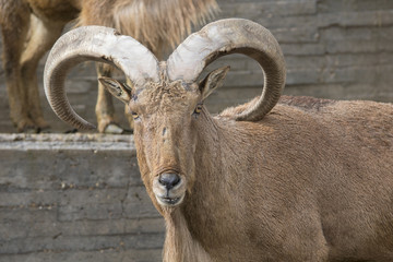 Fototapeta premium Arrui o Muflon del Atlas - Barbary sheep 