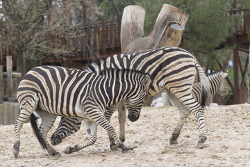 Fototapeta na wymiar Dos cebras jovenes jugando en un zoo