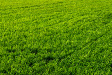 Obraz premium green field background