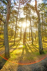 forest at the Baltic coast in Poland in back light