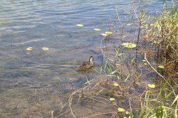 duck at lake barrine, crater lakes national park, queensland australia