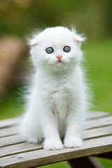 White scottish fold kitten sitting on a garden bench