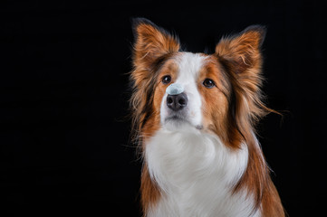 Border collie