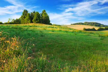 Obraz premium Green trees on the field and clouds.