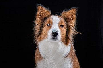 Border collie