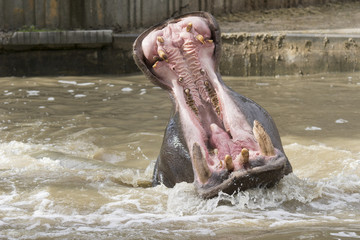 Hipopotamo con la boca abierta durante el cortejo. Dientes de un hipopotamo