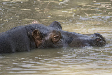 Hipopotamo en una charca