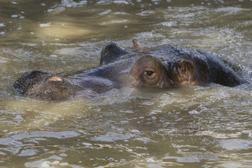Fototapeta premium Hipopotamo en una charca