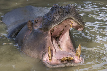 Hipopotamo con la boca abierta durante el cortejo. Dientes de un hipopotamo