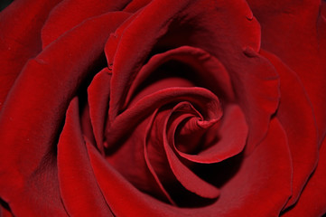 red rose closeup