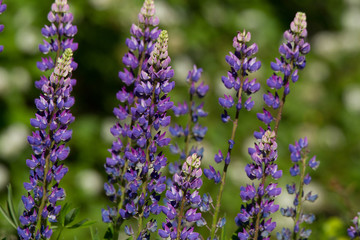 Blooming in violet, fresh lupines on a green grass background