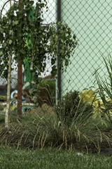 ornamental garden at the house in summer full of plants