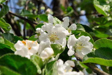 beautiful flowers and grass