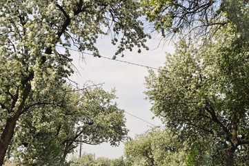 apple-tree in bloom in spring