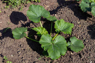 Young cucumber plant in the garden
