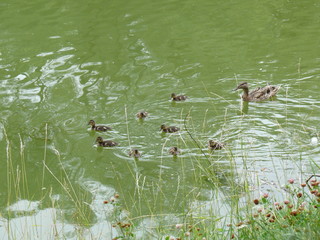 Утка и утята 