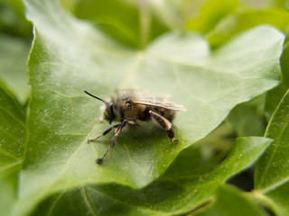 Beautiful bee sitting on a green leaf