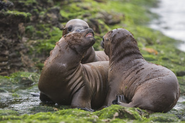 Fototapeta premium Mother and baby sea lion, Patagonia