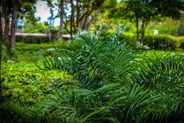 Verde - Altos de Chavón Dominican Republic