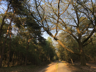 Path through the Sallandse heuvelrug
