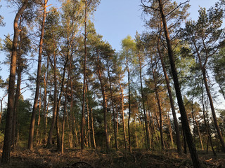 Obraz premium Forest at the Sallandse heuvelrug