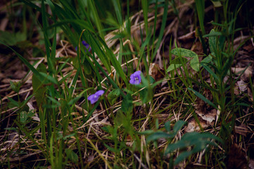 bright blue snowdrops