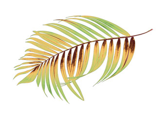 Green leaves of palm tree on white background