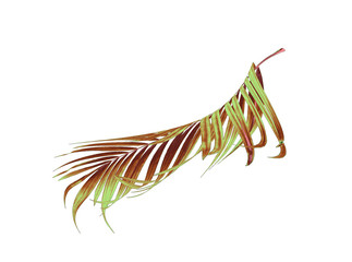 Green leaves of palm tree on white background