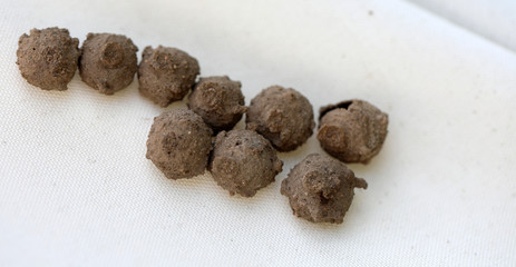 Wespe an einem Wespennest