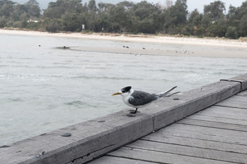 Bird standing on the edge of a Jetty