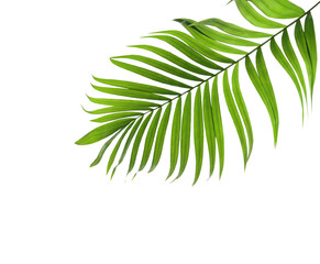 Green leaf of palm tree isolated on white background